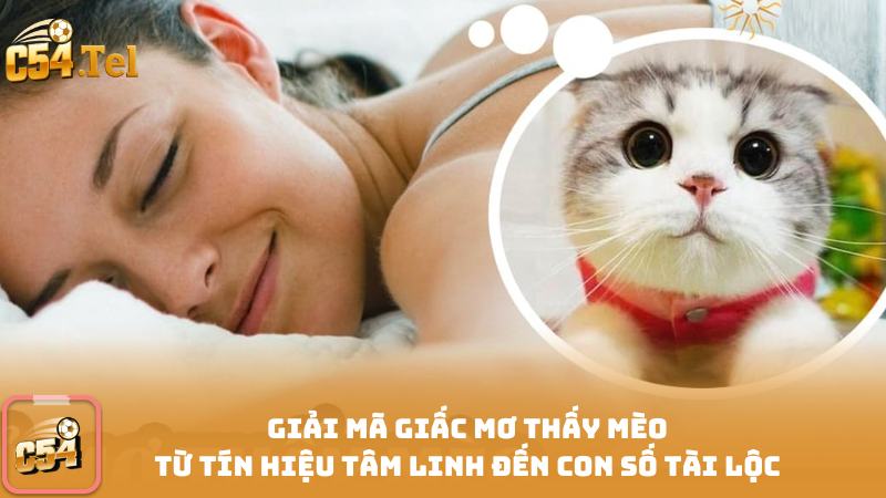 Giải Mã Giấc Mơ Thấy Mèo Từ Tín Hiệu Tâm Linh Đến Con Số Tài Lộc