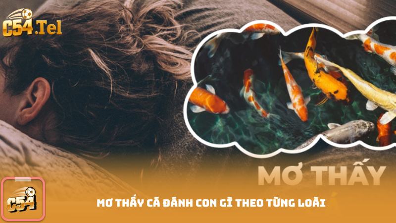 Mơ Thấy Cá Đánh Con Gì Theo Từng Loài