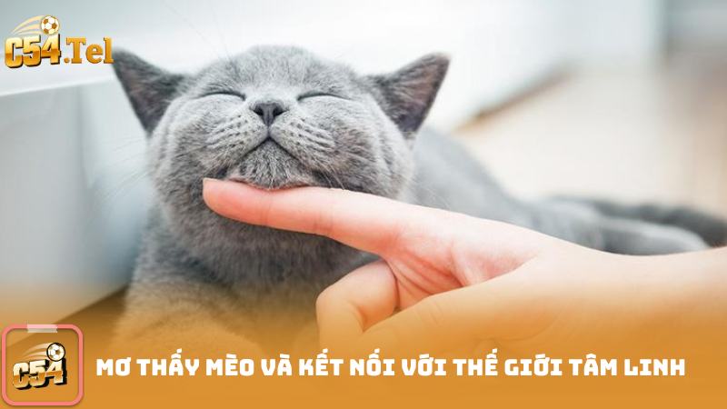 Mơ Thấy Mèo Và Kết Nối Với Thế Giới Tâm Linh