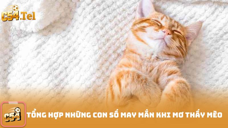 Tổng Hợp Những Con Số May Mắn Khi Mơ Thấy Mèo